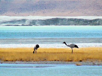 Pangong Lake Attractions Photo Pangong Lake Attractions