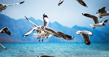 Birds Watching Photo Birds Watching