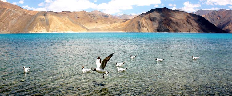 Things to do in Pangong Photo Things to do in Pangong